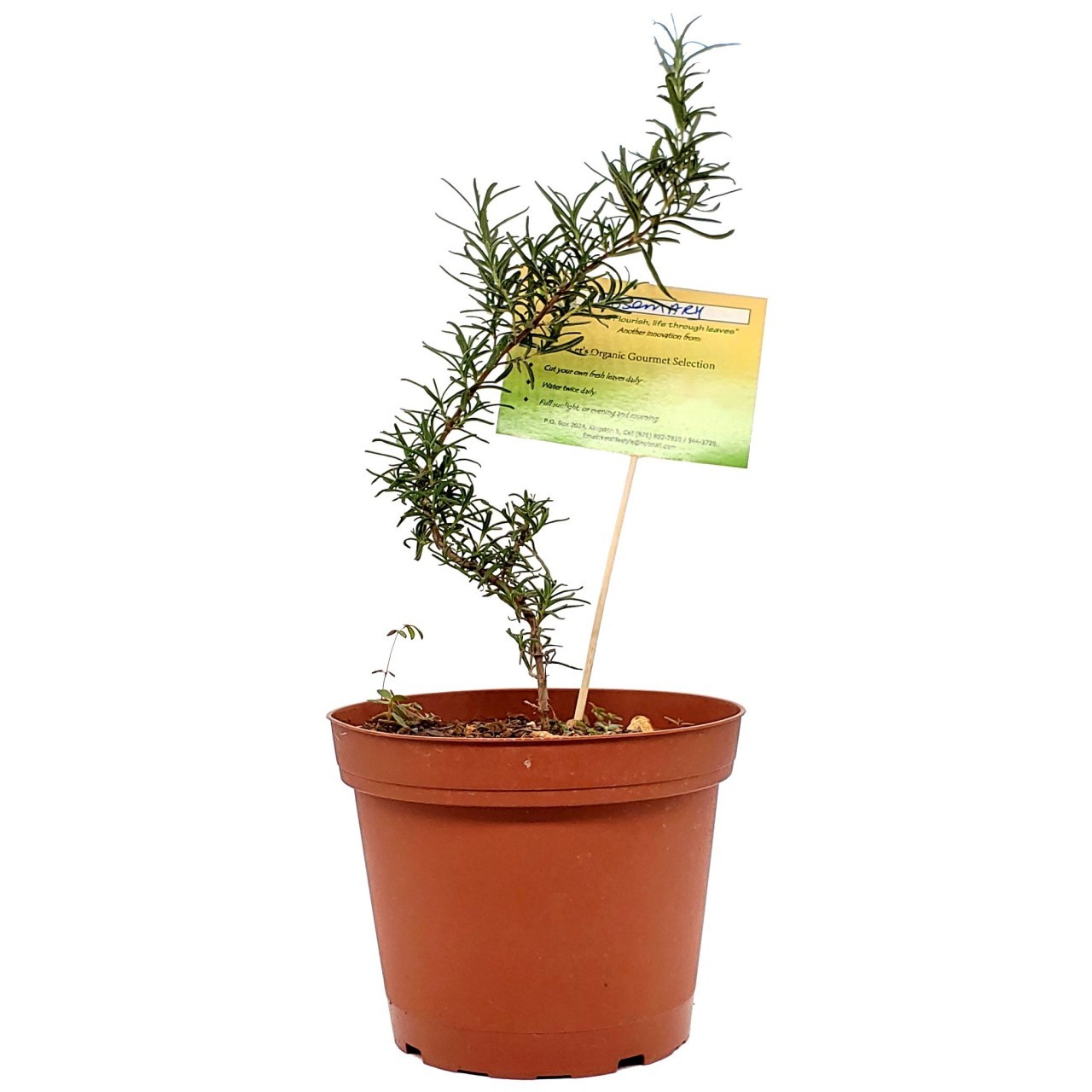 KETS PLANT ROSEMARY lrg