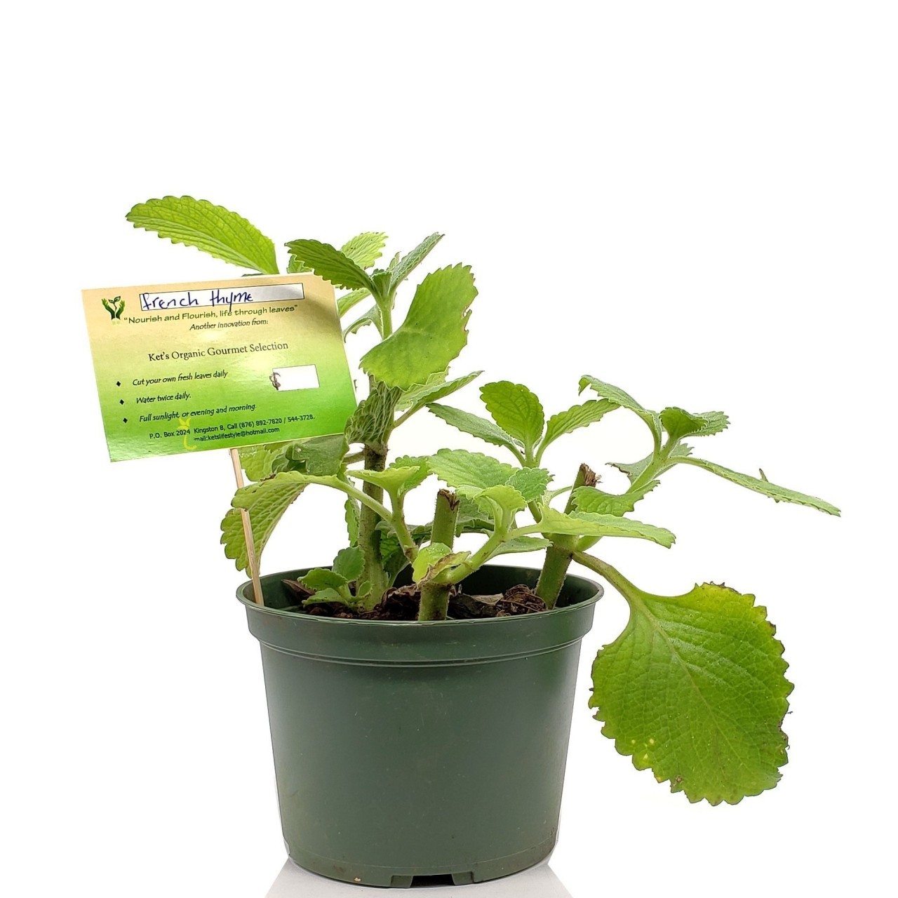 KETS PLANT FRENCH THYME 1ct