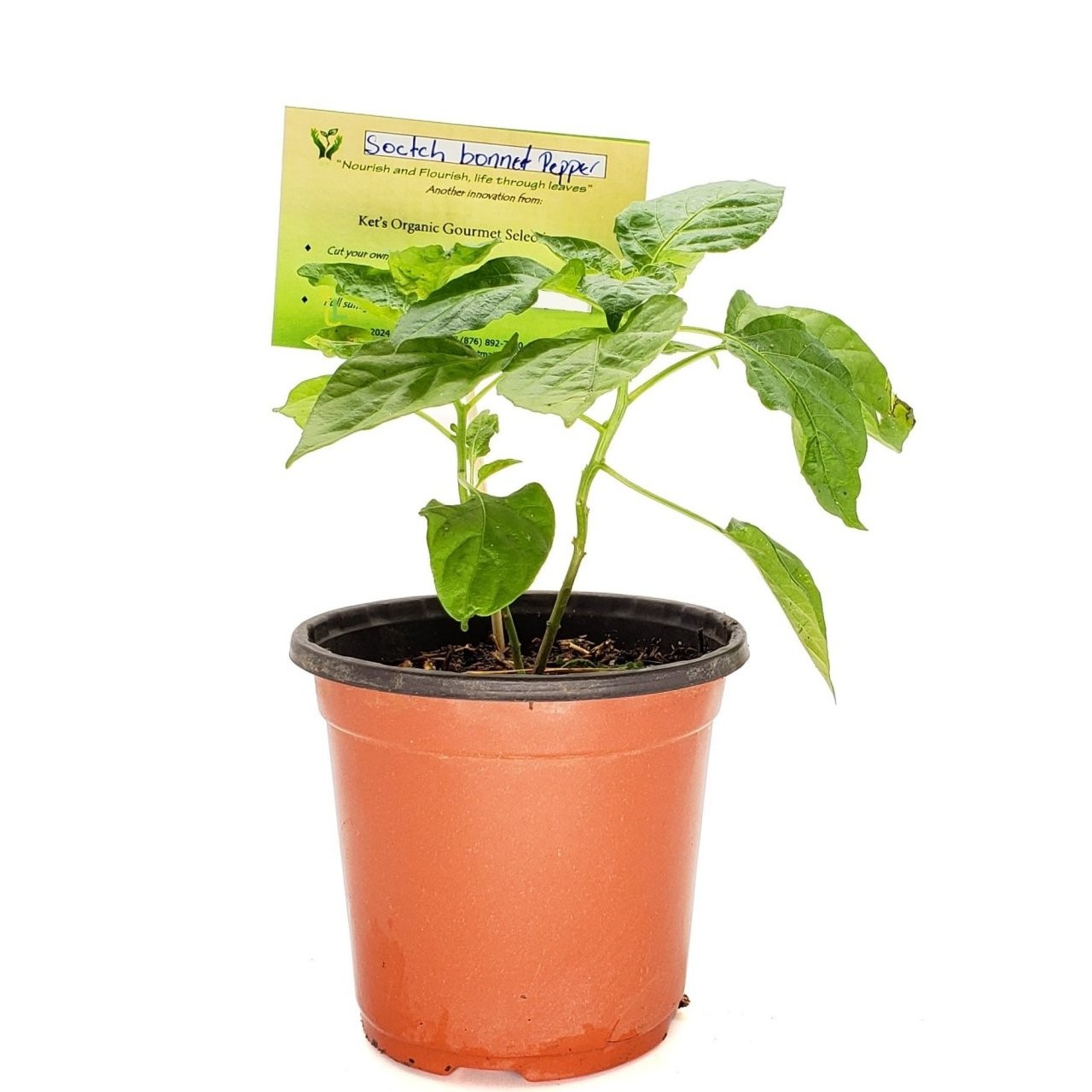 KETS PLANT SCOTCH BONNET PEPPER 1ct