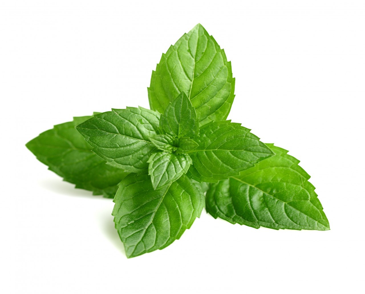 QUALITY HARVEST BLACK MINT 25g