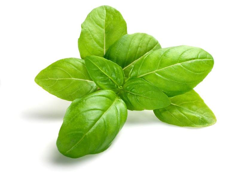 QUALITY HARVEST BASIL 25g