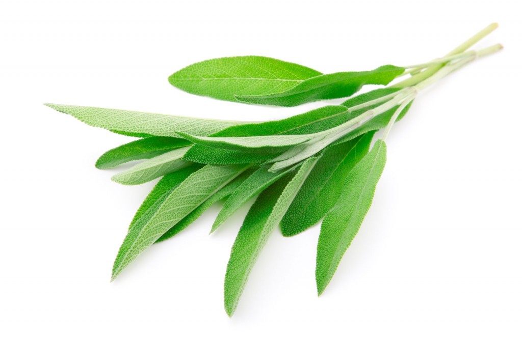 QUALITY HARVEST SAGE 25g