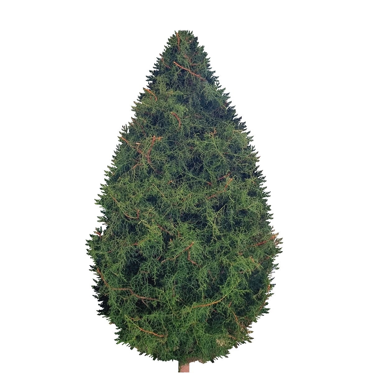 CHRISTMAS TREE 6ft