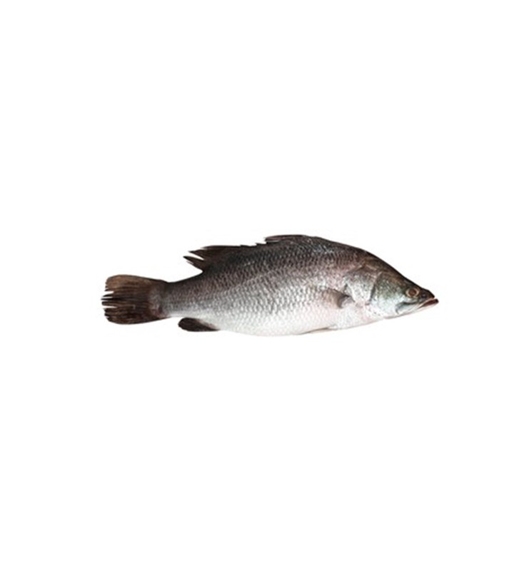 SILVER SNAPPER KG