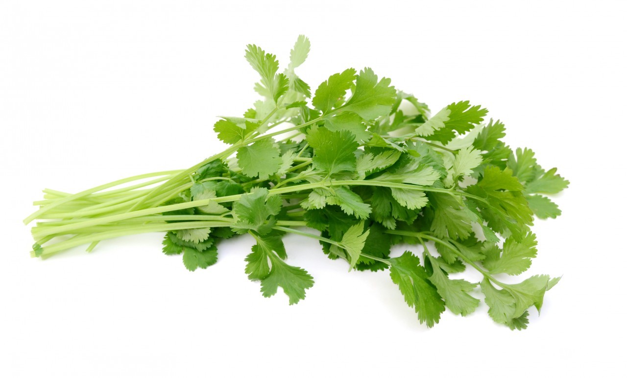 QUALITY HARVEST CILANTRO 25g