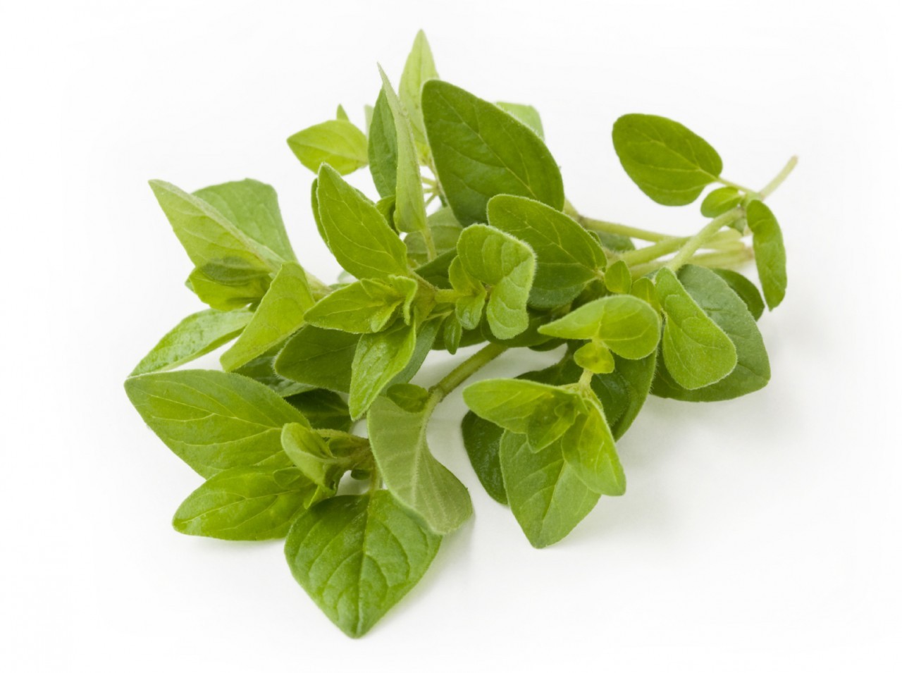 QUALITY HARVEST OREGANO 25g