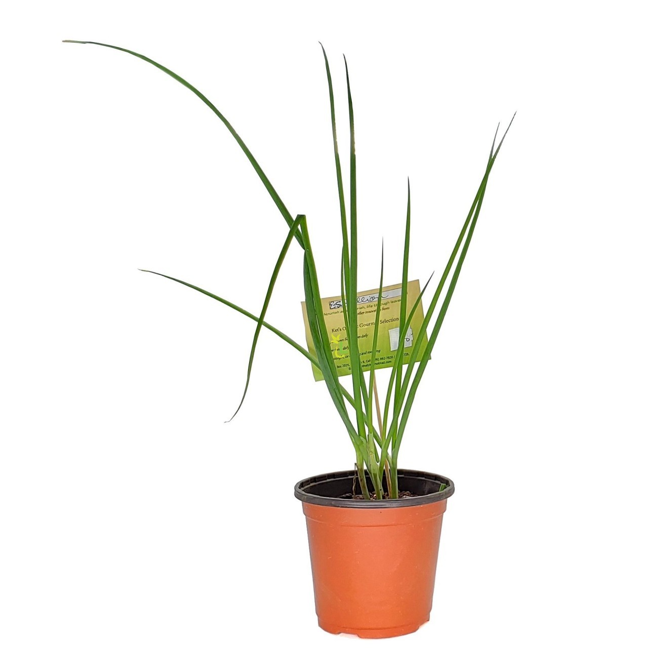 KETS PLANT ESCALLION sml