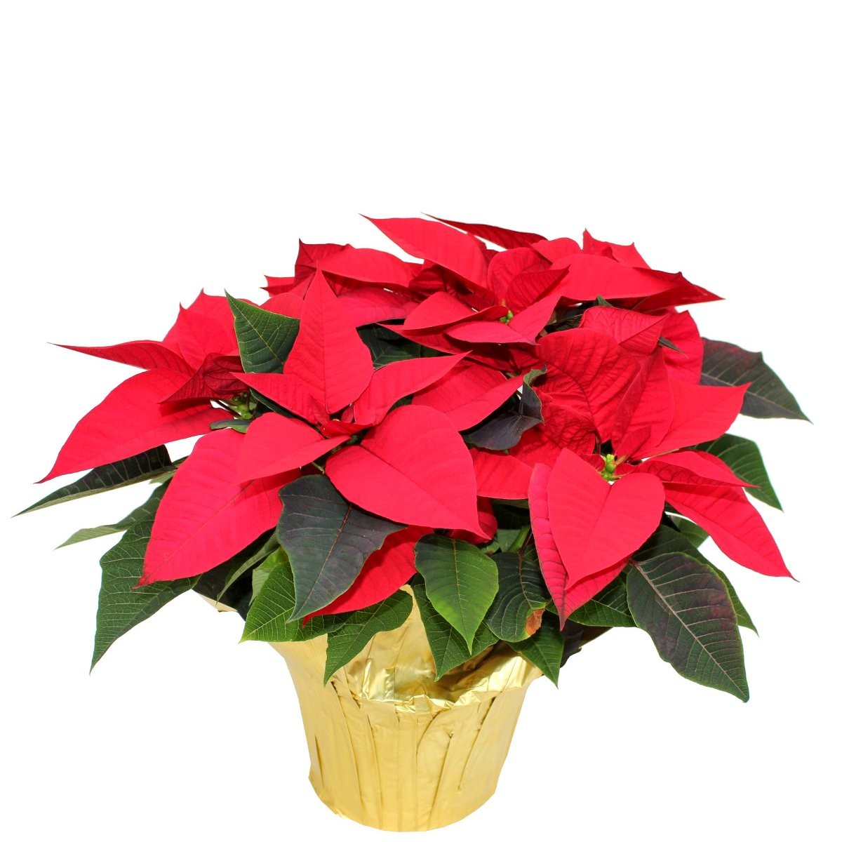 POINSETTIA 10in