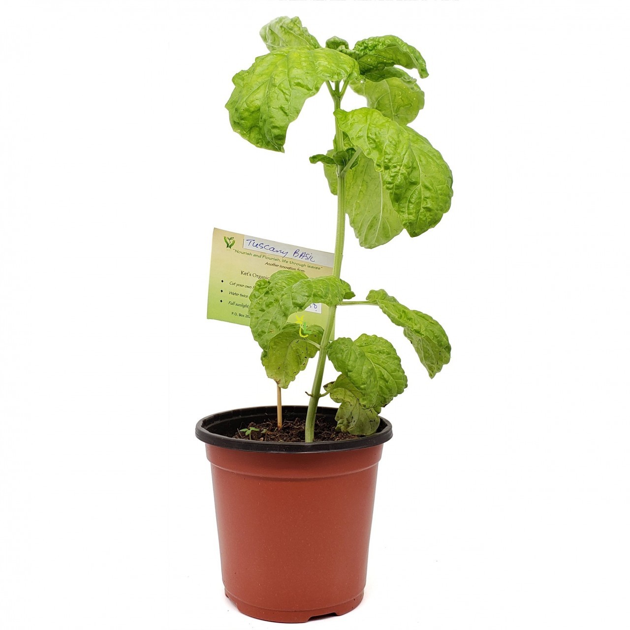 KETS PLANT BASIL 1ct