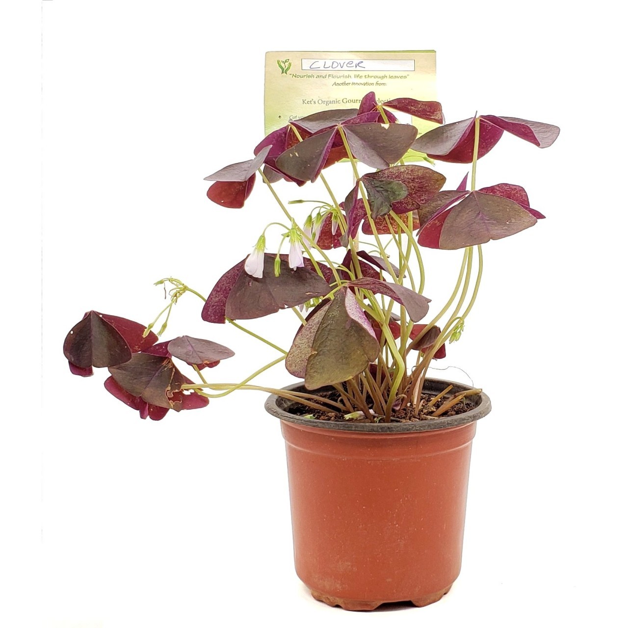 KETS PLANT CLOVER lrg