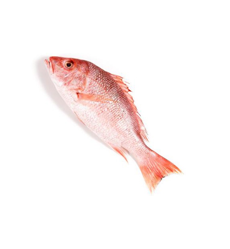 SNAPPER RED/LANE KG