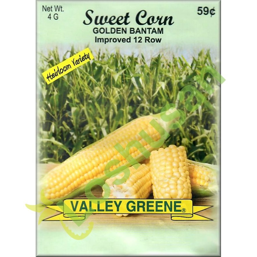 VALLEY GREENE SEEDS SWEET CORN GOLDEN 4g