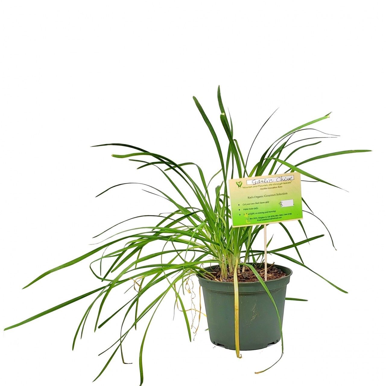 KETS PLANT GARLIC CHIVE 1ct