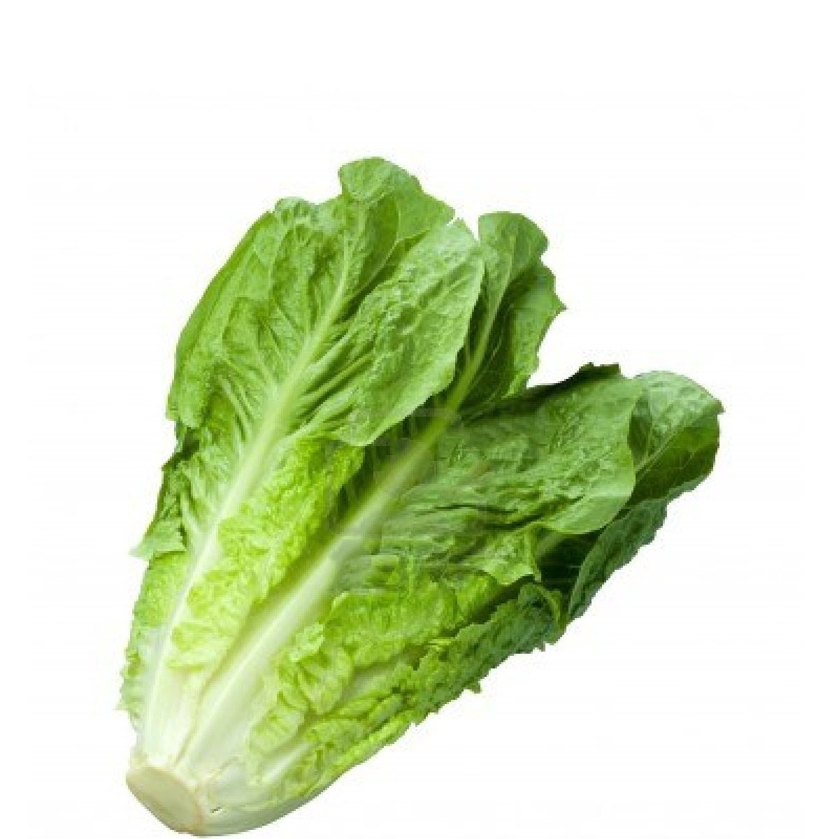 QUALITY HARVEST ROMAINE LETTUCE 1lb