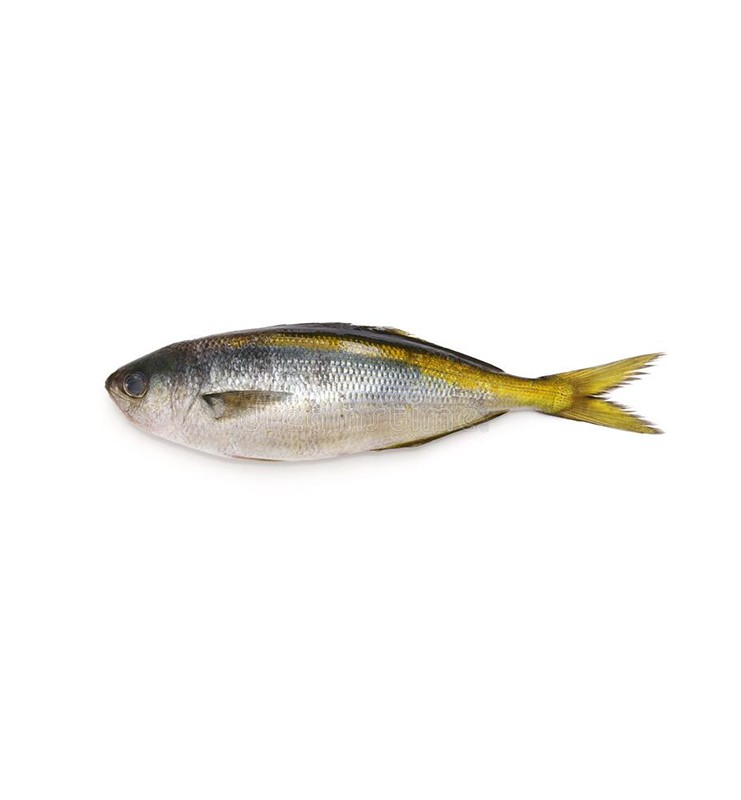 BUTTER FISH WHOLE KG