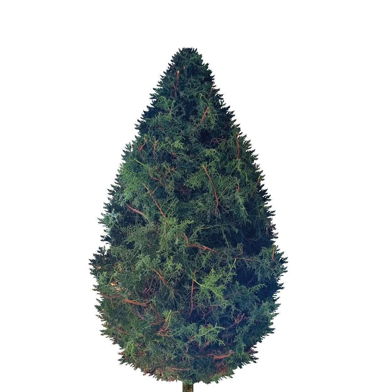 CHRISTMAS TREE 5ft