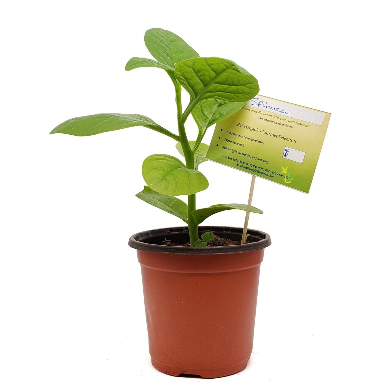 KETS PLANT SPINACH 1ct