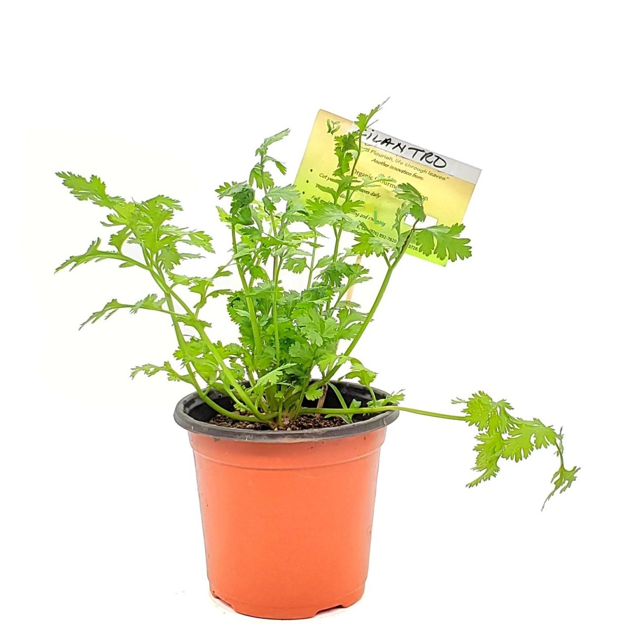KETS PLANT CILANTRO sml