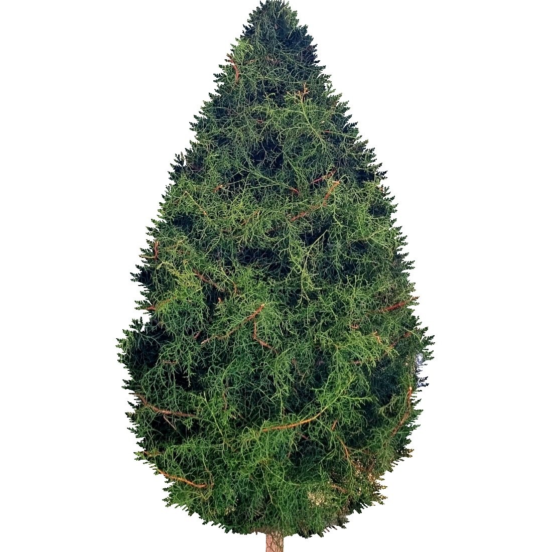 CHRISTMAS TREE 7ft