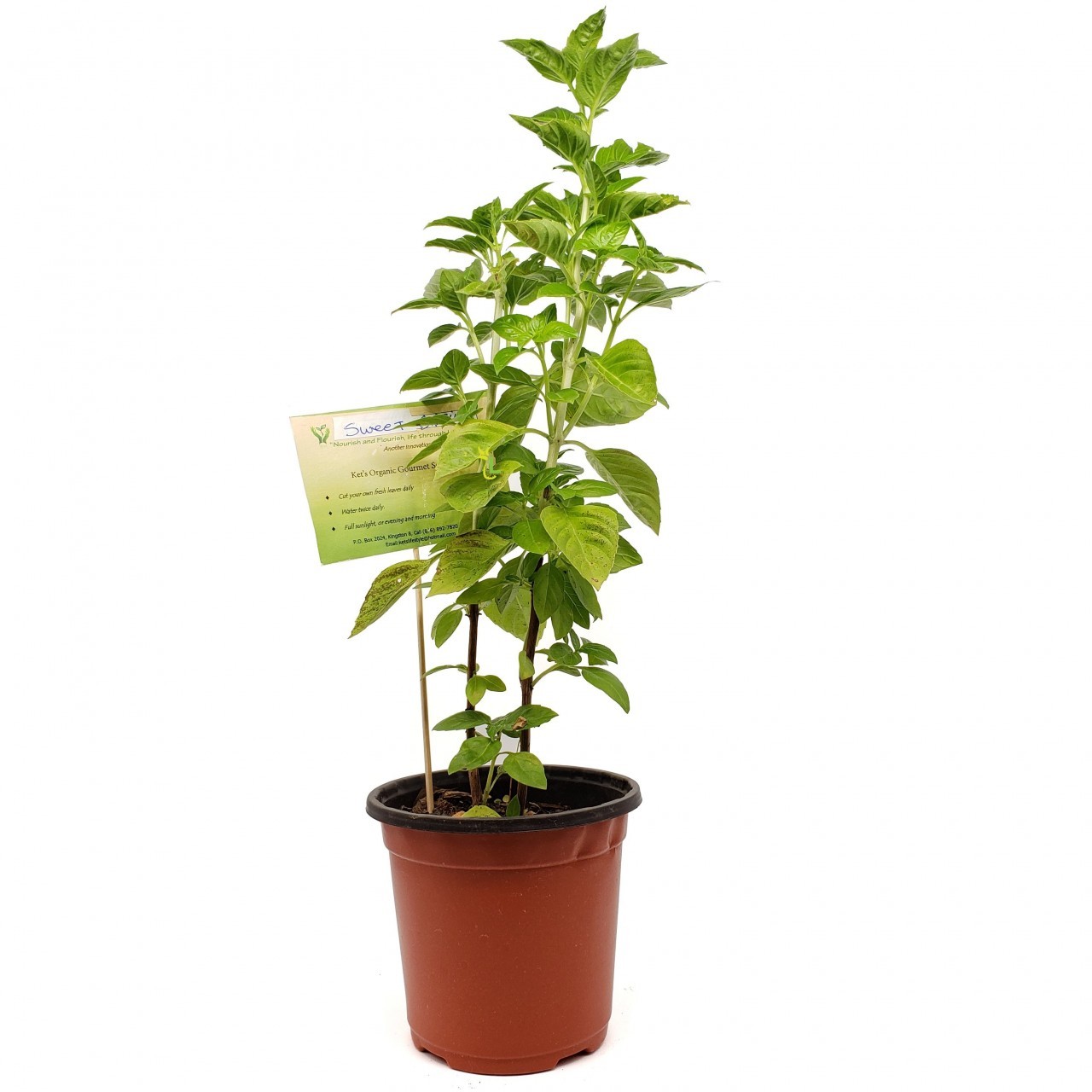 KETS PLANT BASIL lrg