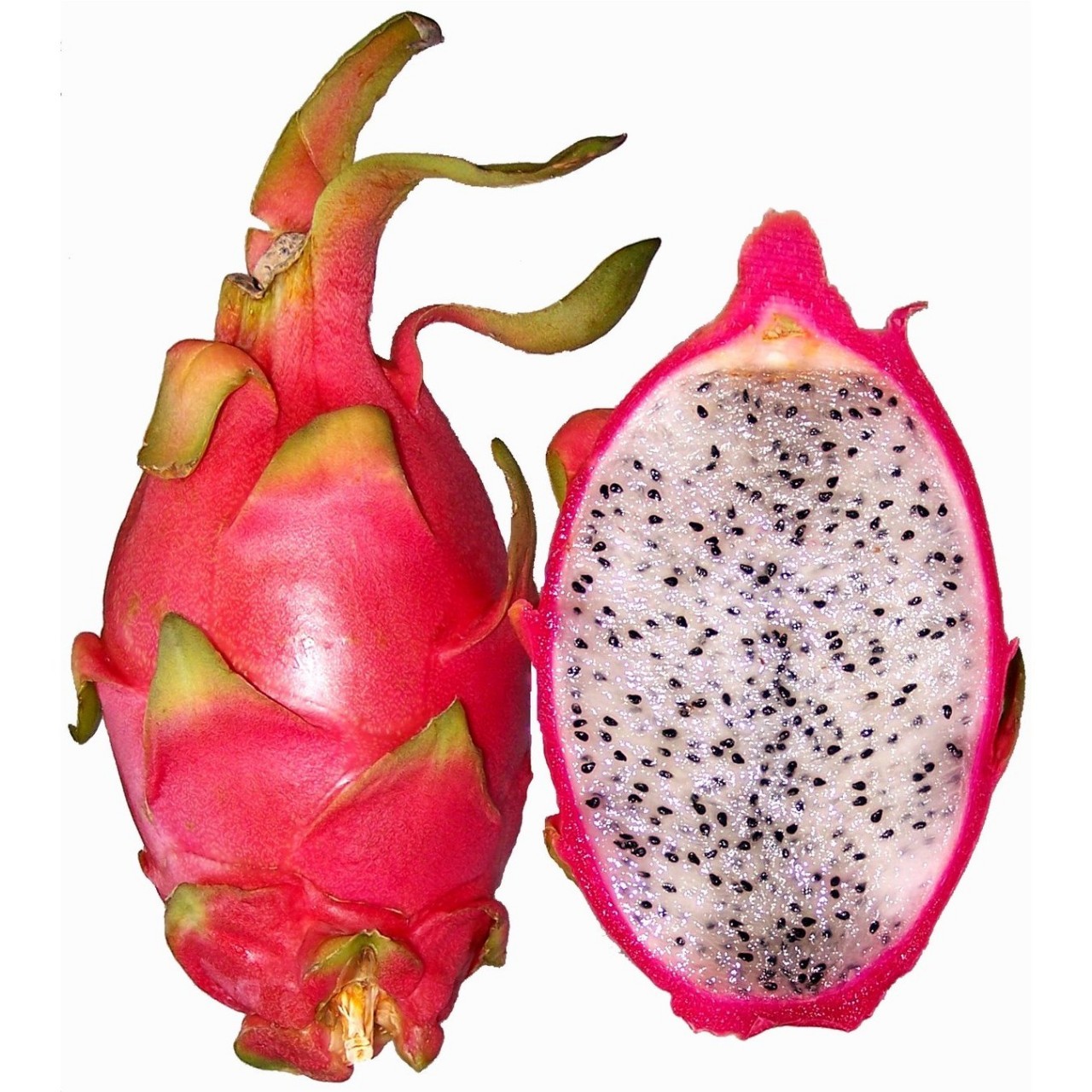 DRAGON FRUIT vwt