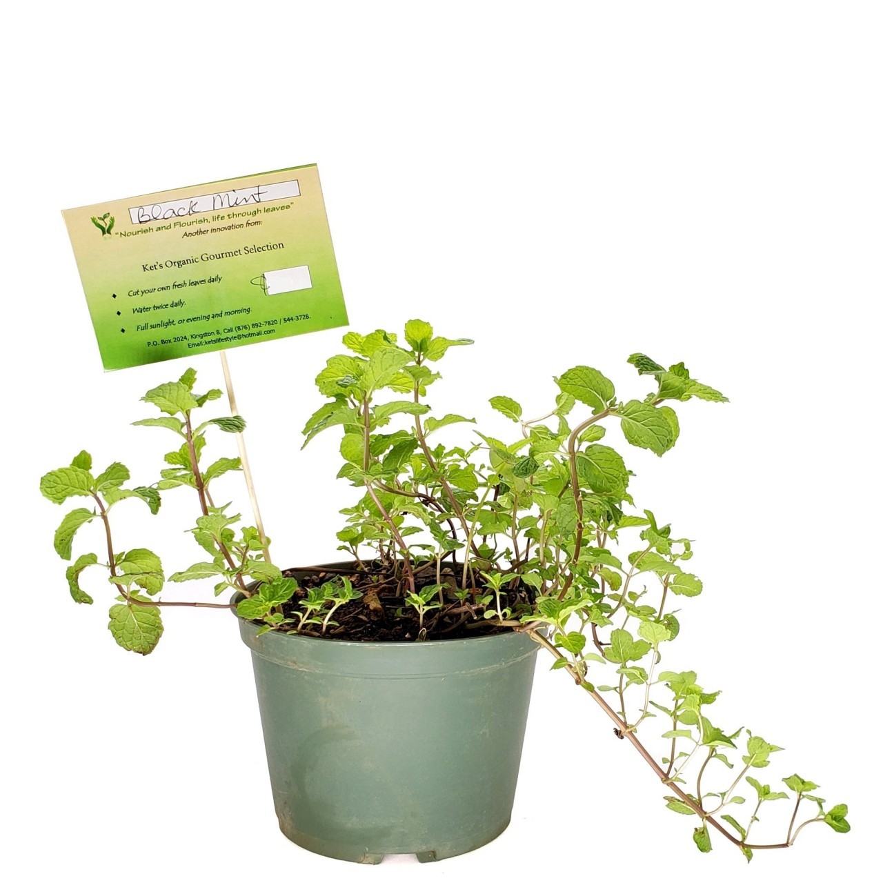 KETS PLANT BLACK MINT 1ct